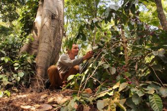 Petteri checking indian coffee beans in the shade under a large tree